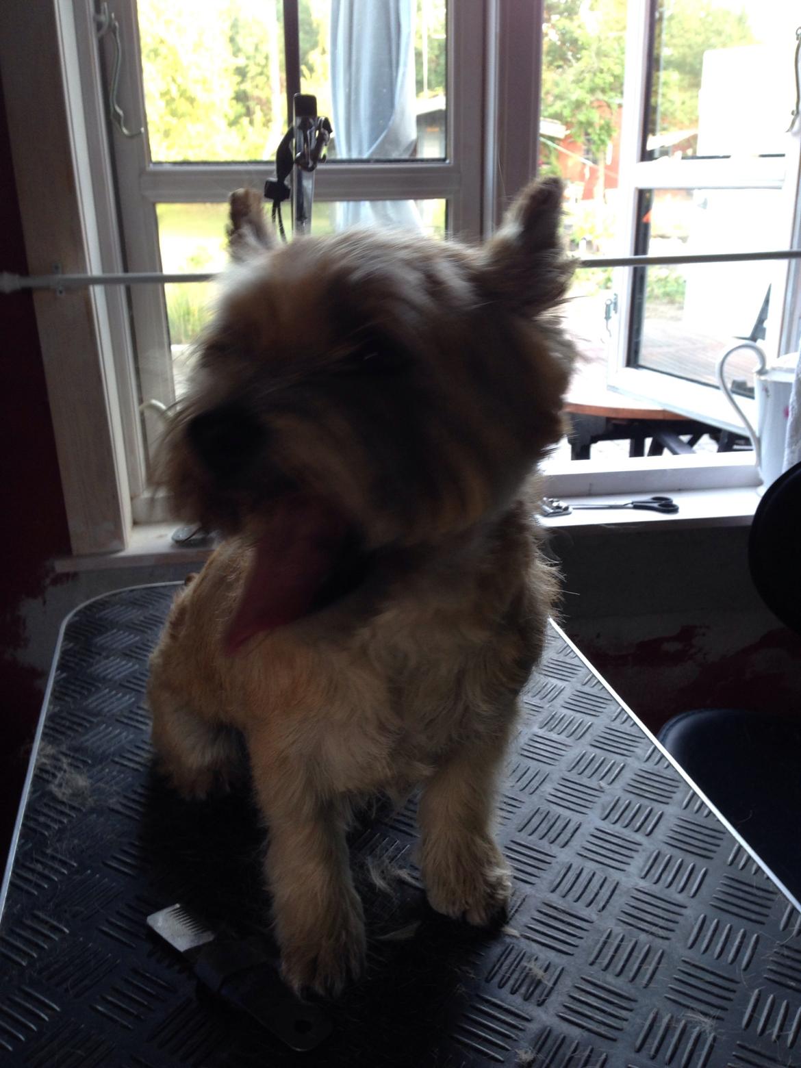 Cairn terrier Max billede 4