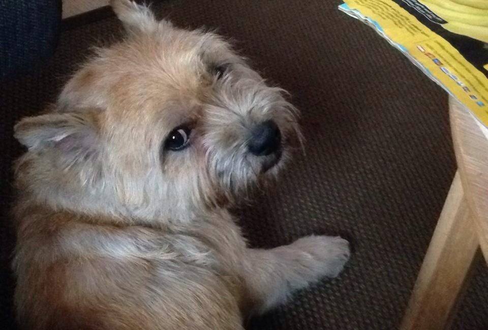 Cairn terrier Max billede 5