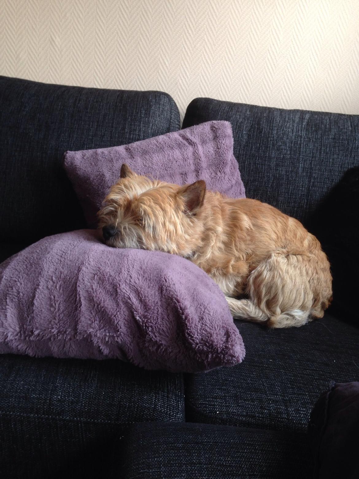 Cairn terrier Max billede 6