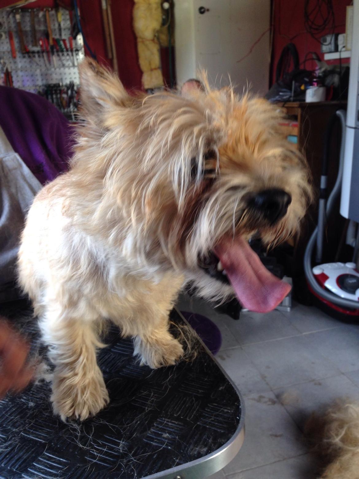 Cairn terrier Max billede 7