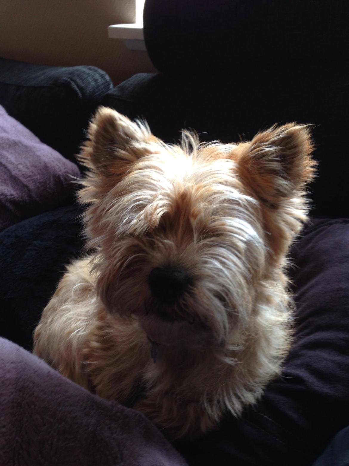Cairn terrier Max billede 8
