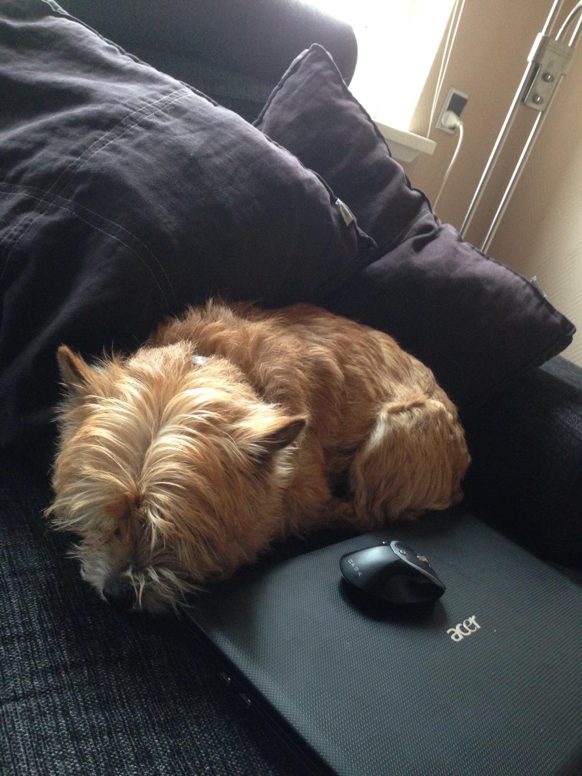 Cairn terrier Max billede 9