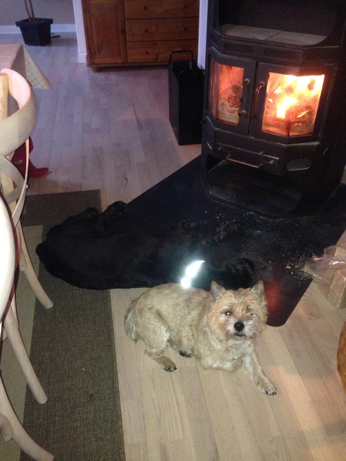 Cairn terrier Max billede 10