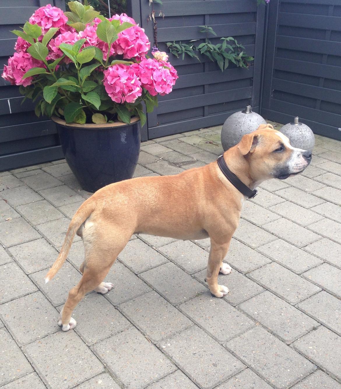 Staffordshire bull terrier Wenk Staff's In My Heart  (Gaby) billede 13