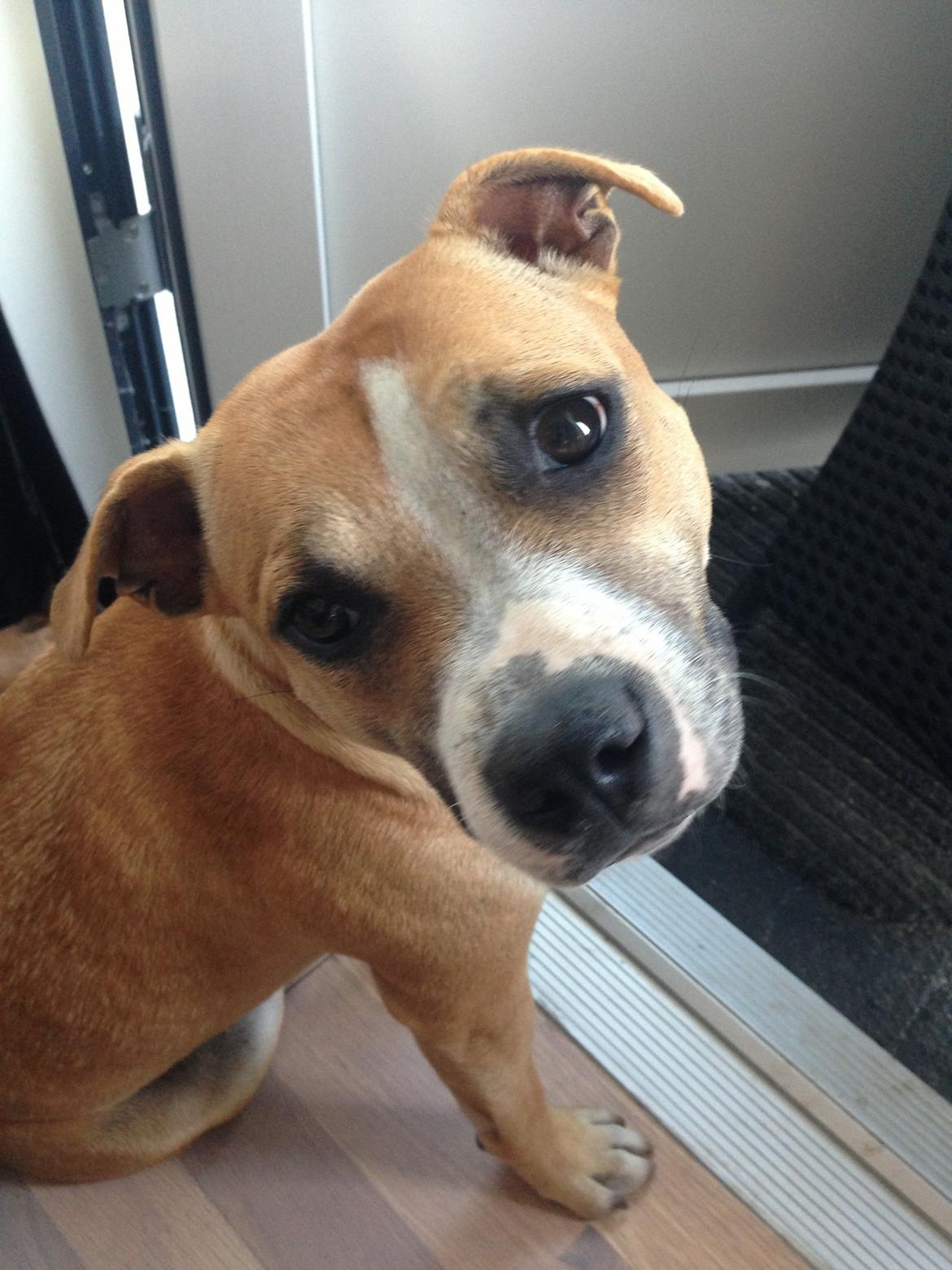 Staffordshire bull terrier Wenk Staff's In My Heart  (Gaby) billede 14