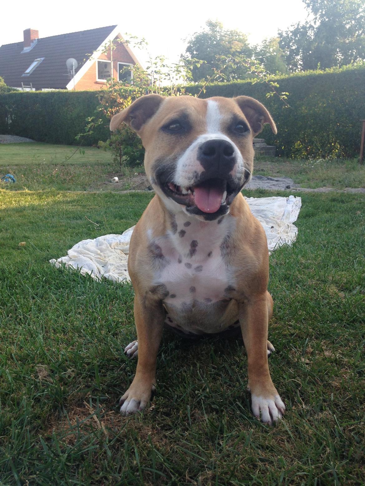 Staffordshire bull terrier Wenk Staff's In My Heart  (Gaby) billede 15