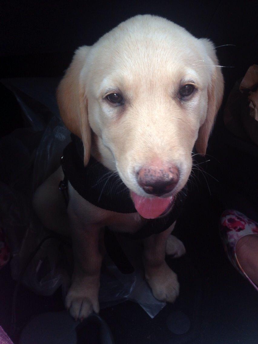 Labrador retriever Marvin billede 9