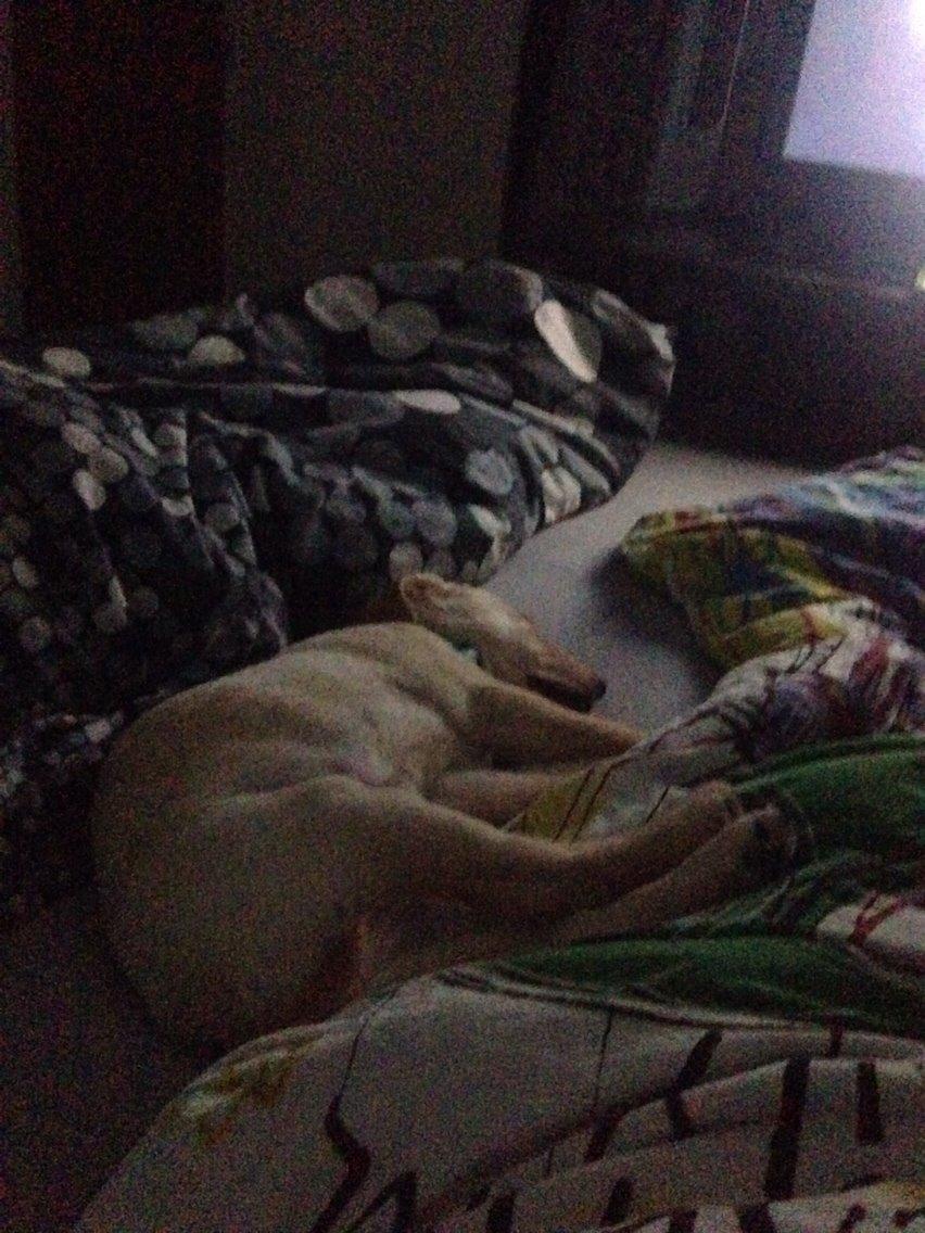 Labrador retriever Marvin billede 11