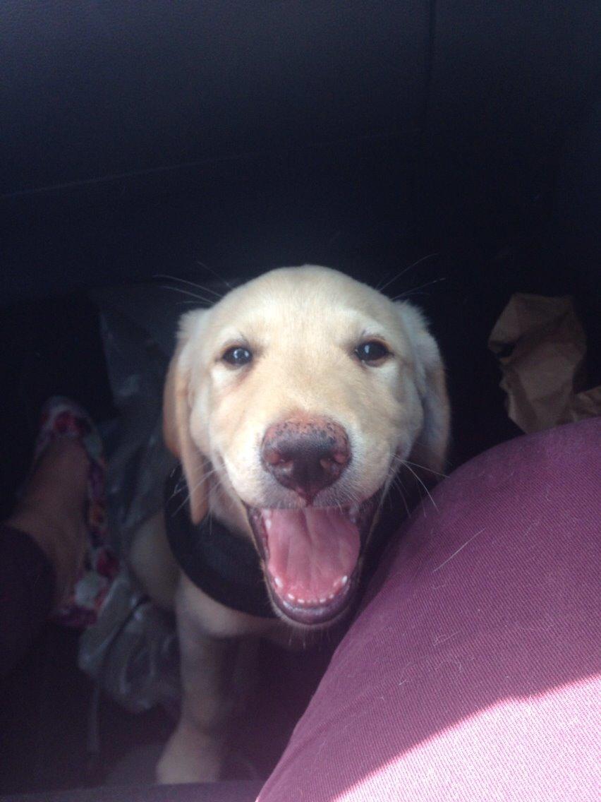 Labrador retriever Marvin billede 10