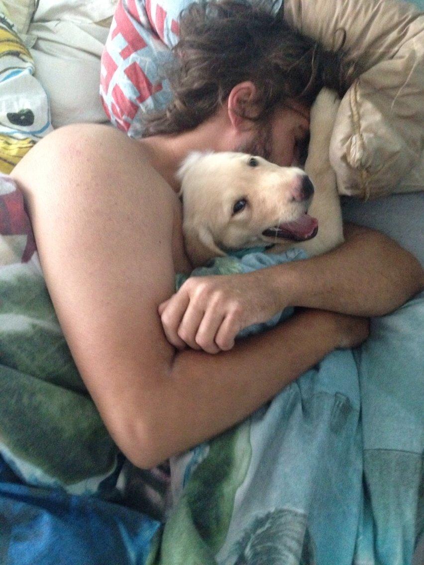 Labrador retriever Marvin billede 12