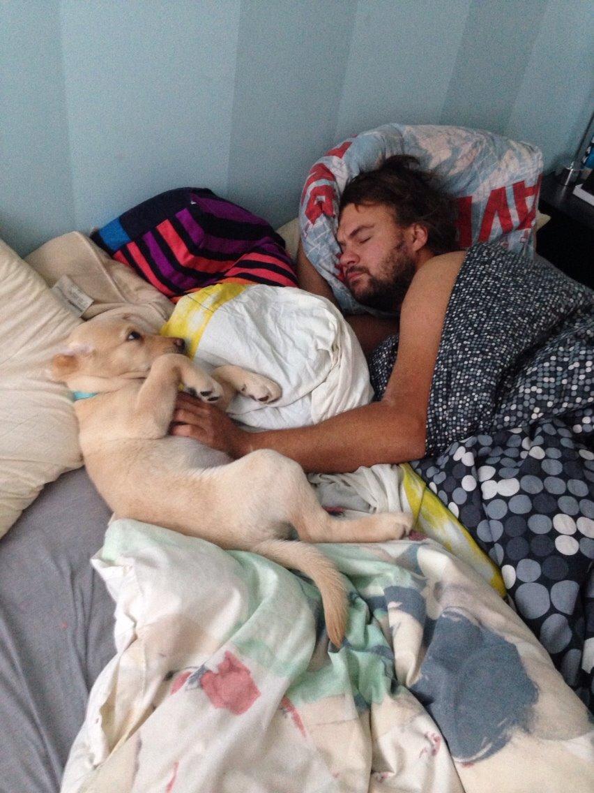 Labrador retriever Marvin billede 13