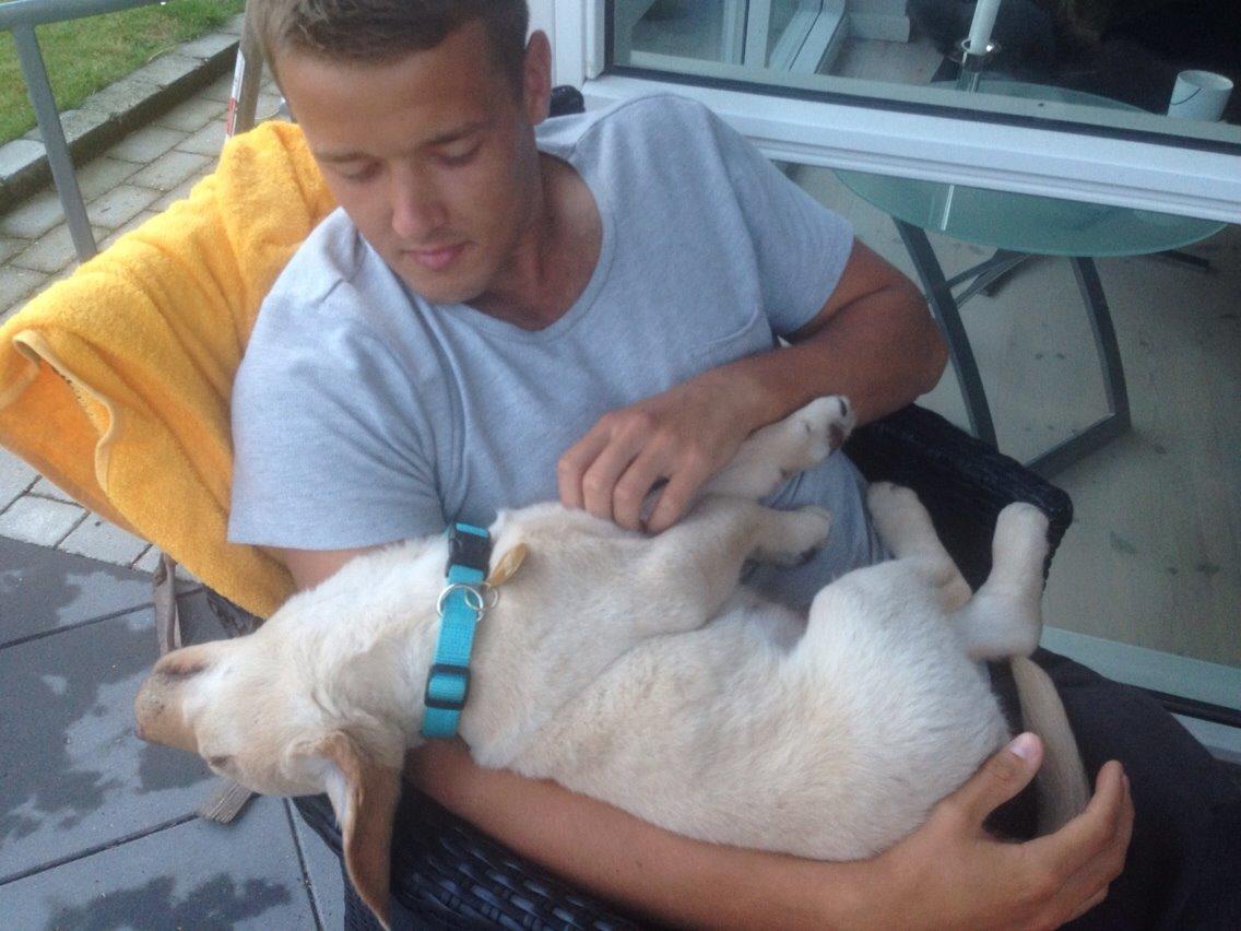 Labrador retriever Marvin billede 15