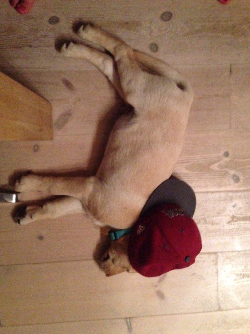 Labrador retriever Marvin billede 14