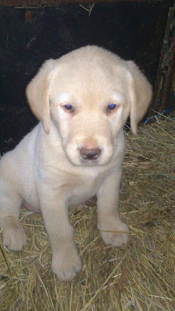 Labrador retriever Marvin billede 16
