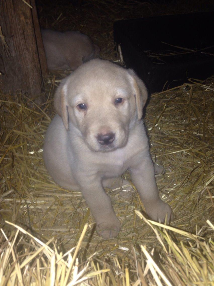 Labrador retriever Marvin billede 17