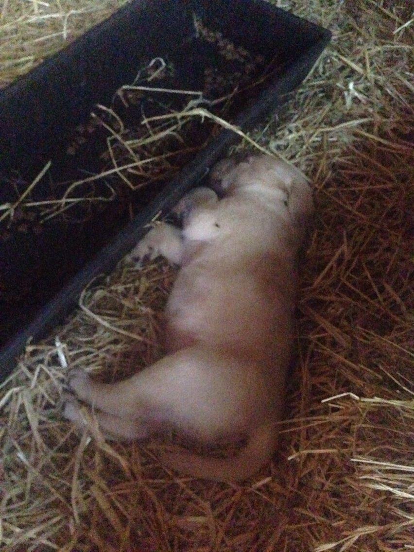 Labrador retriever Marvin billede 18