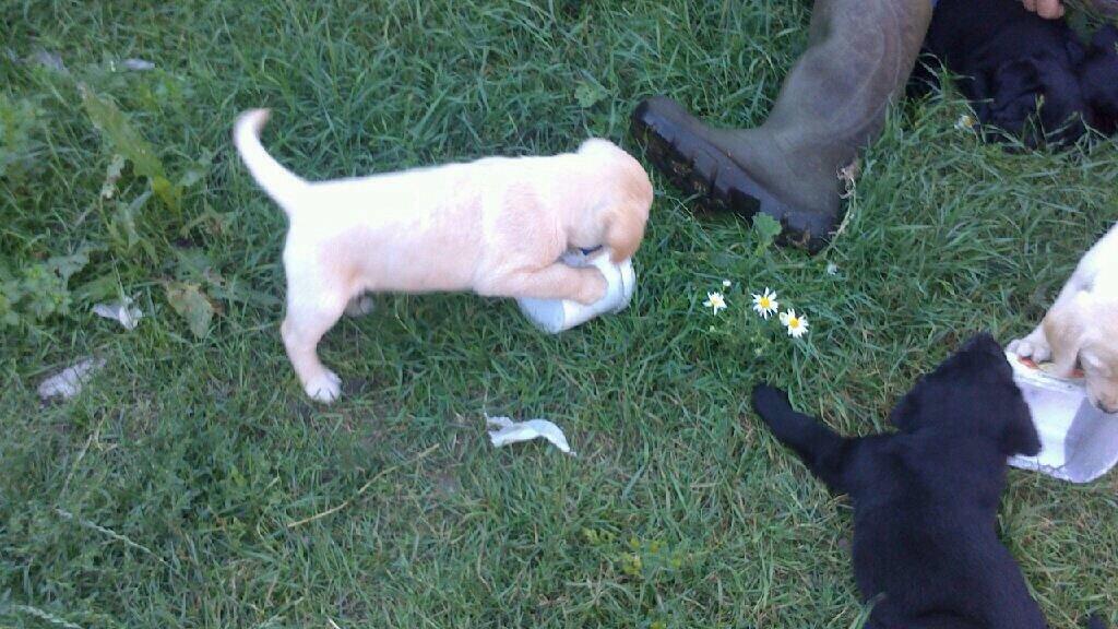 Labrador retriever Marvin billede 19