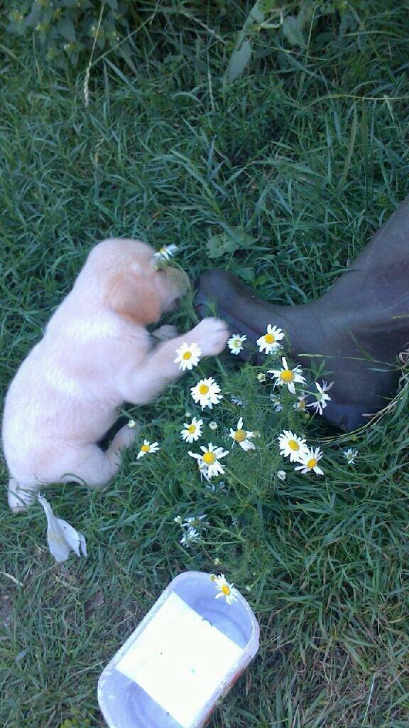 Labrador retriever Marvin billede 20