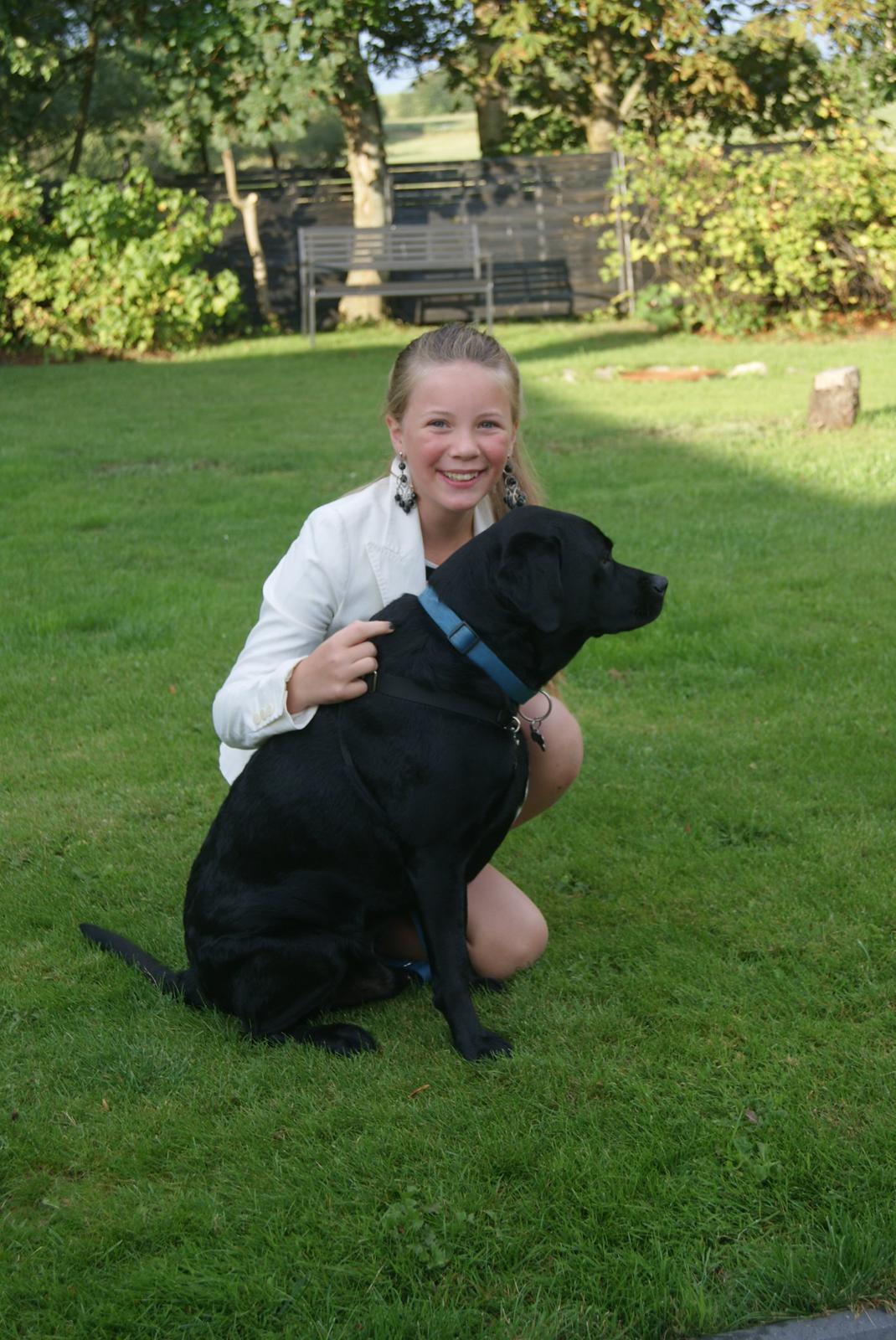 Labrador retriever Elvis billede 3
