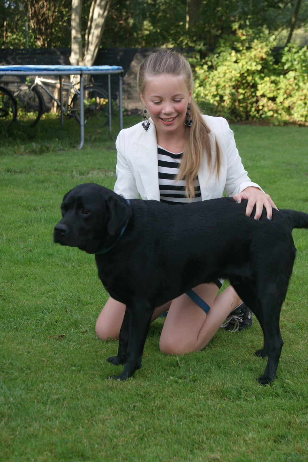 Labrador retriever Elvis billede 11