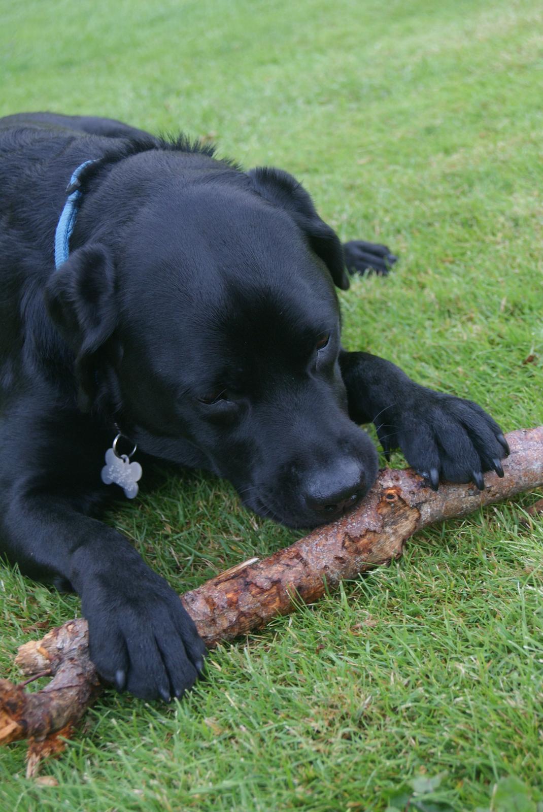 Labrador retriever Elvis billede 15