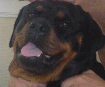 Rottweiler Chica - Skatterne :D billede 19