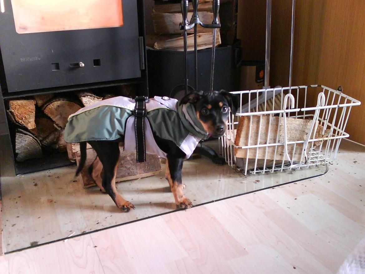 Blanding af racer Yankie - Yankie som hvalp med sin vinterfrakke på. :-) billede 16