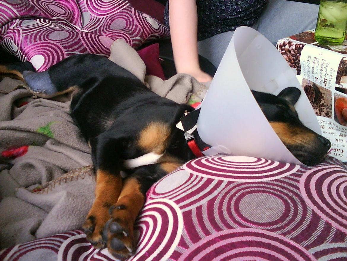 Blanding af racer Yankie - Yankie efter hun var blevet opereret. :-) billede 21