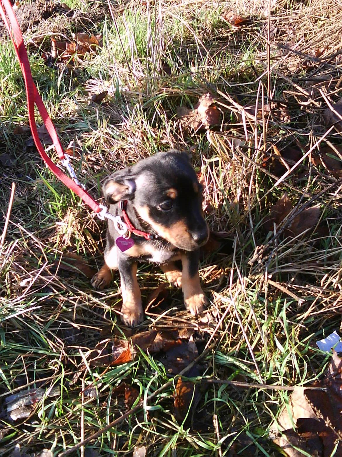 Blanding af racer Yankie - Den dag vi hentede Yankie. :-) billede 26