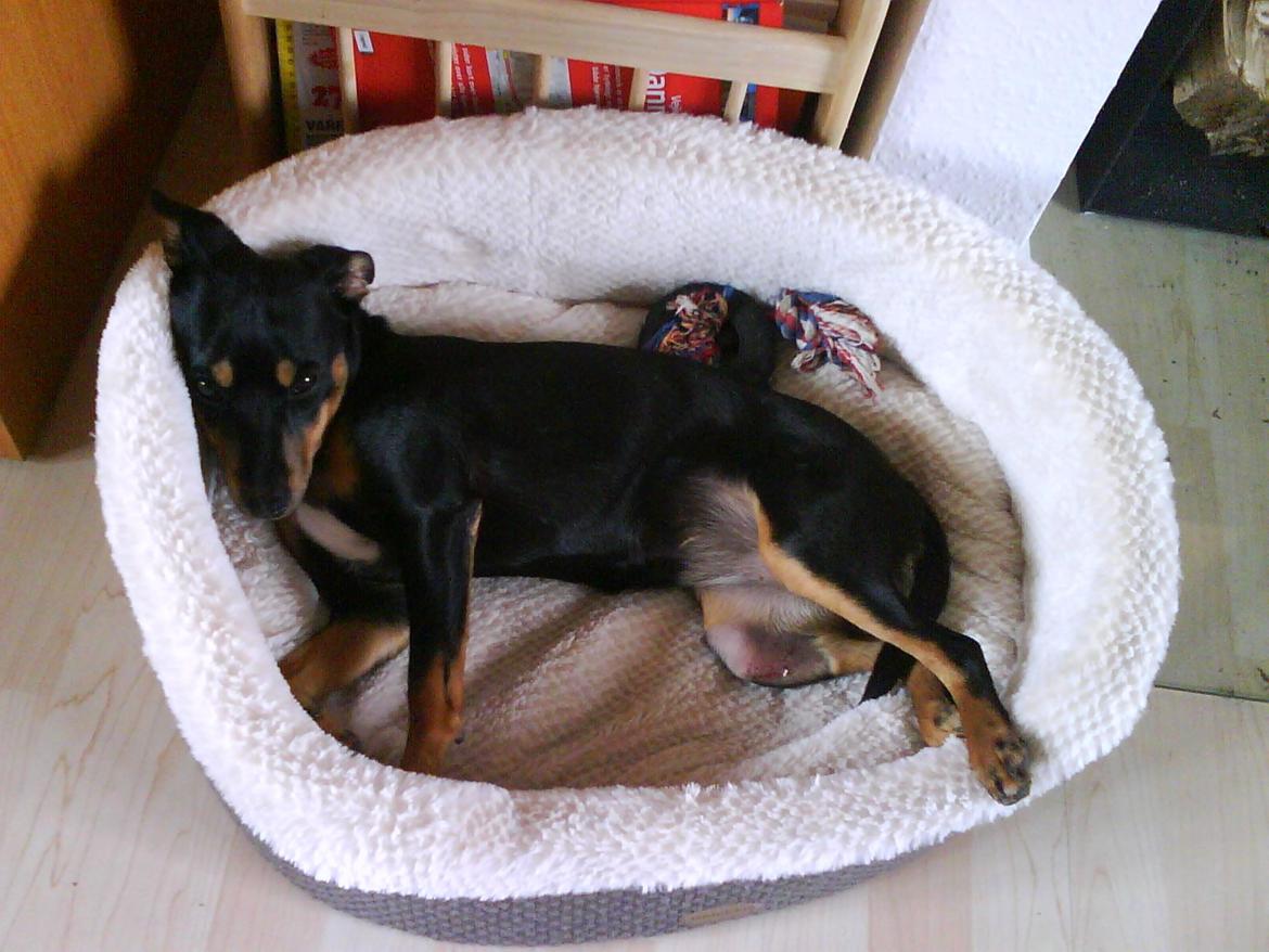 Blanding af racer Yankie billede 29