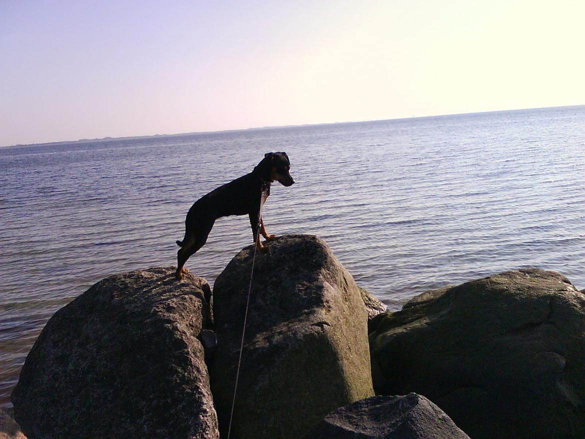 Blanding af racer Yankie - Den stolte Yankie troner på stenene. :-) billede 45