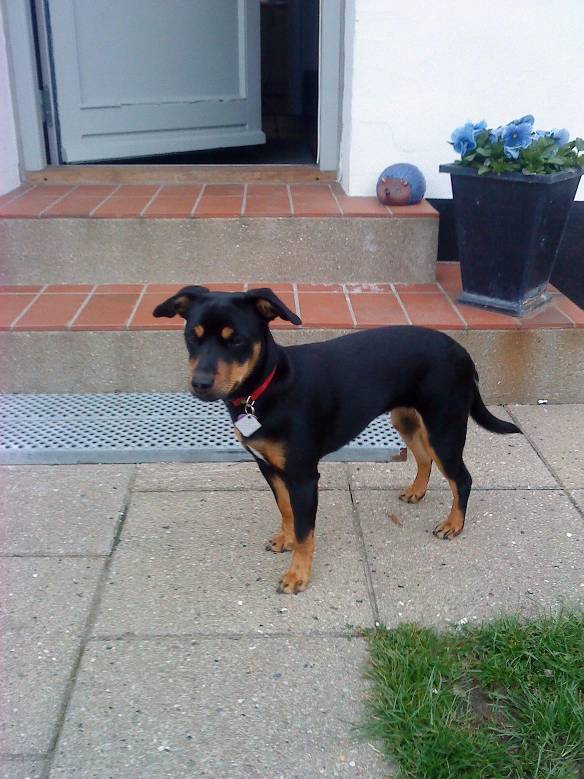 Blanding af racer Yankie - Yankie som hvalp. :-) billede 11