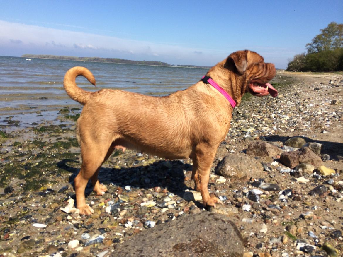 Dogue de bordeaux Den Røde Løber Michell's Eternity - Malou billede 12