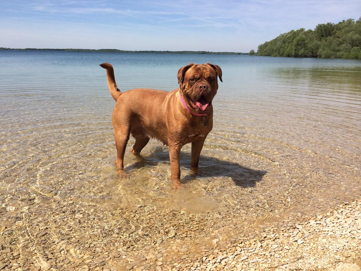 Dogue de bordeaux Den Røde Løber Michell's Eternity - Malou billede 14