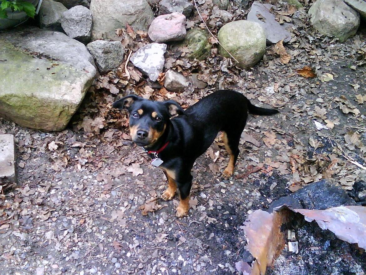 Blanding af racer Yankie - Yankie's bedårende blik. <3 billede 31