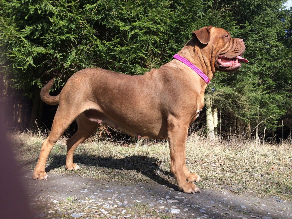 Dogue de bordeaux Den Røde Løber Michell's Eternity - Malou billede 1