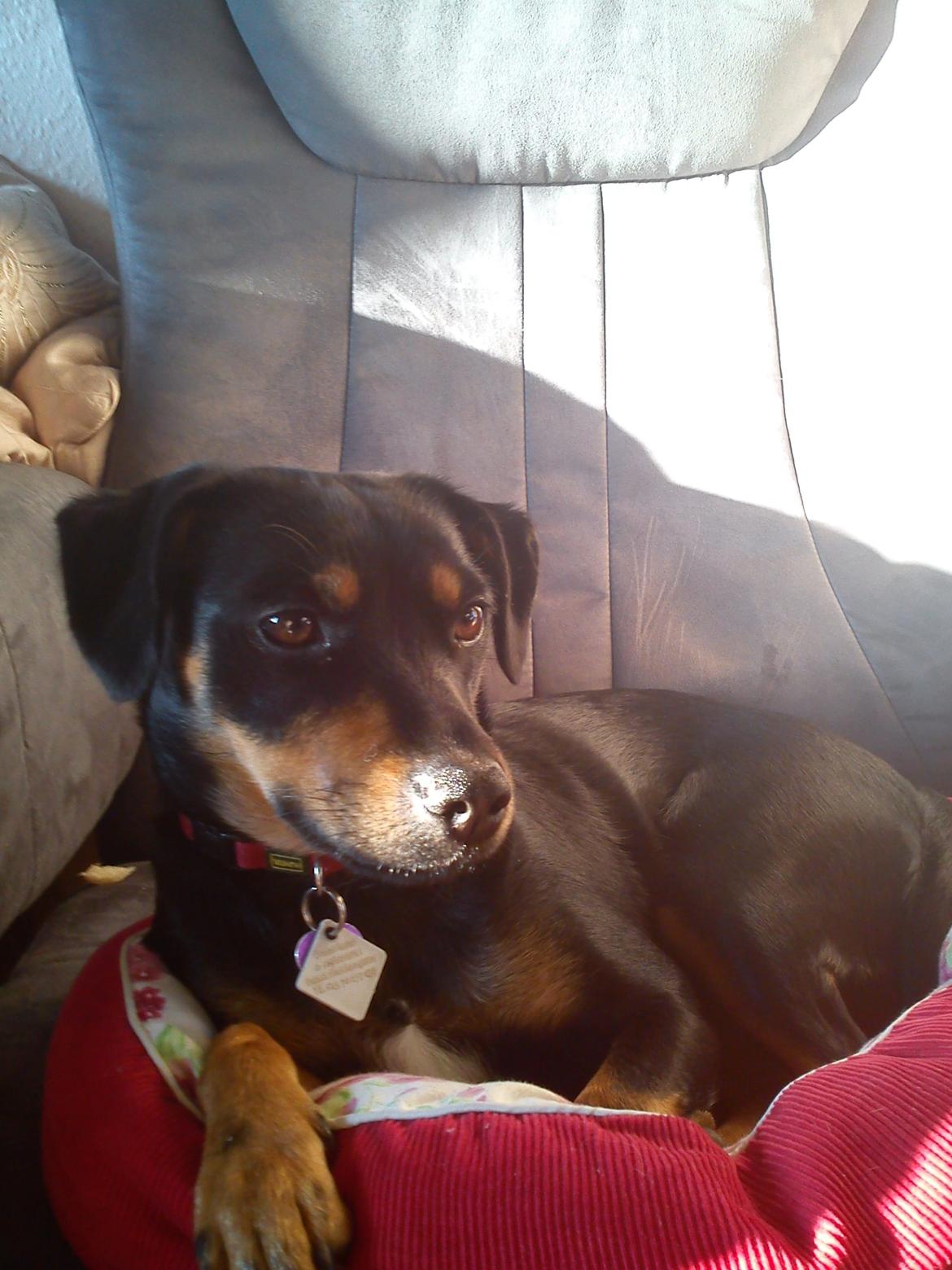 Blanding af racer Yankie - Yankie slapper af i sin kurv. :-) billede 24