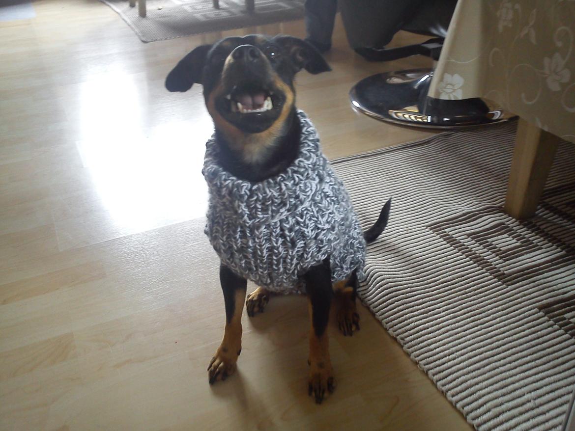 Blanding af racer Yankie - Min mor havde strikket en trøje til Yankie. :-) billede 38