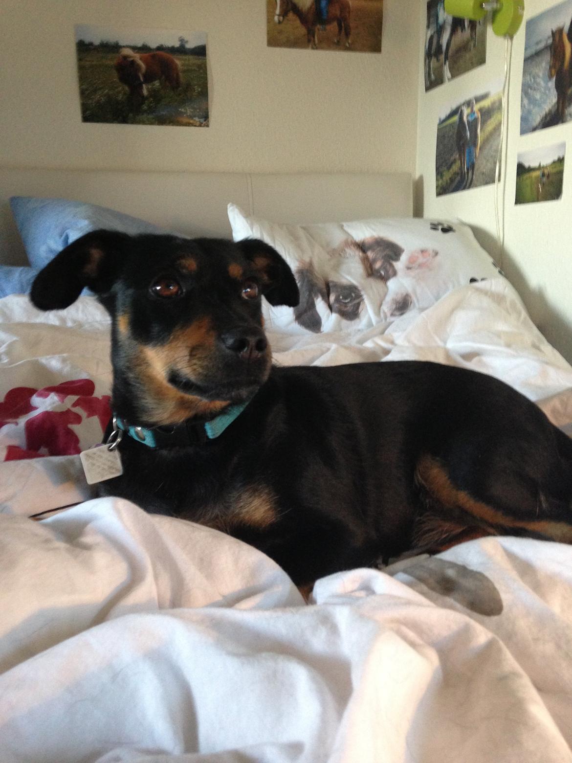 Blanding af racer Yankie billede 41