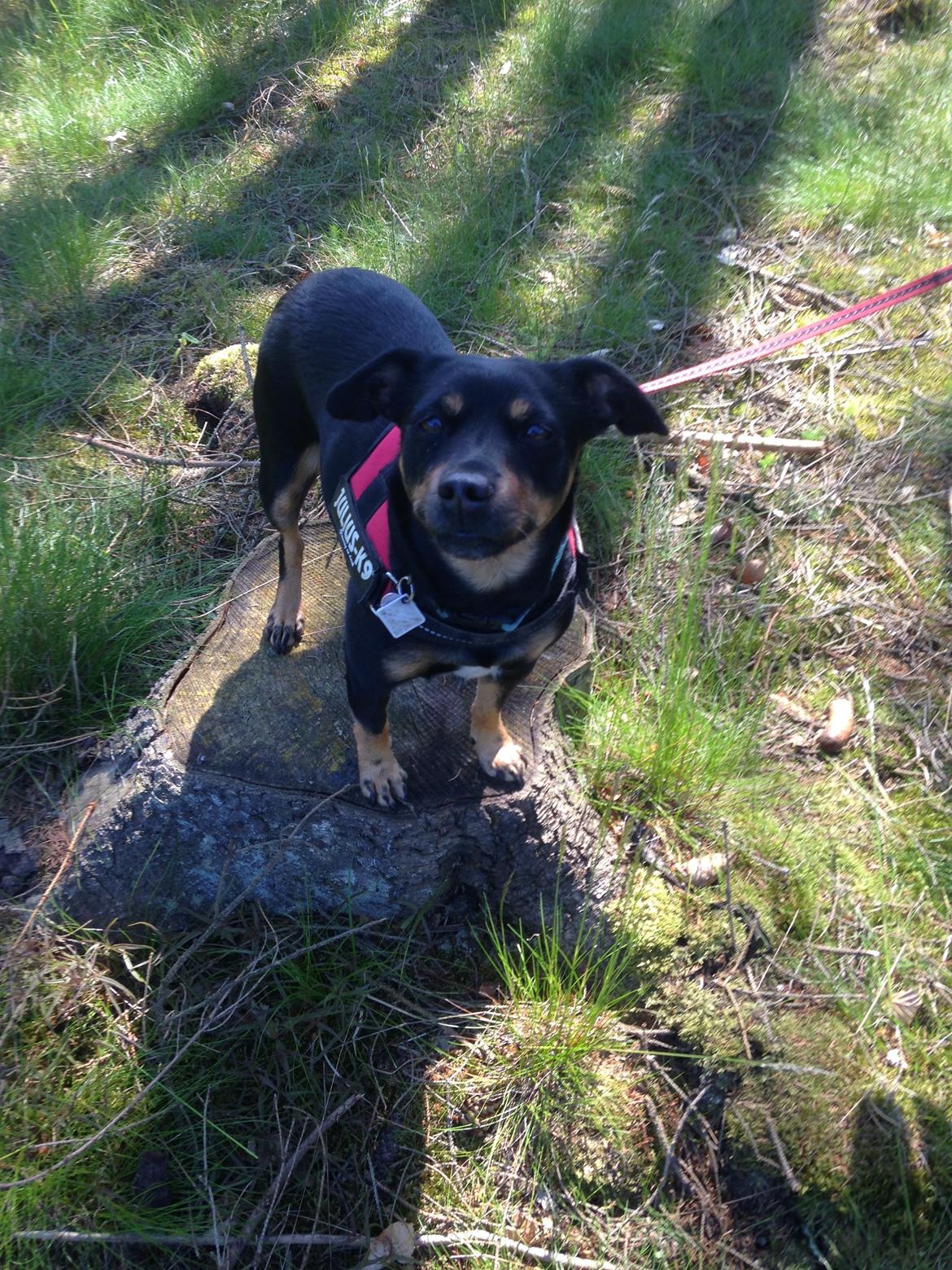 Blanding af racer Yankie - Den smukke ''model'' i skoven. :-) <3 billede 40