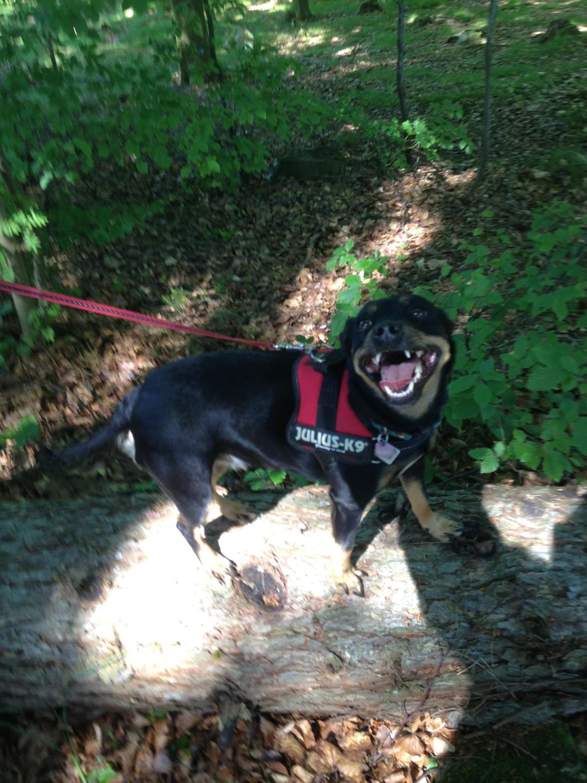 Blanding af racer Yankie - Yankie elsker skoven! :-) <3 billede 36