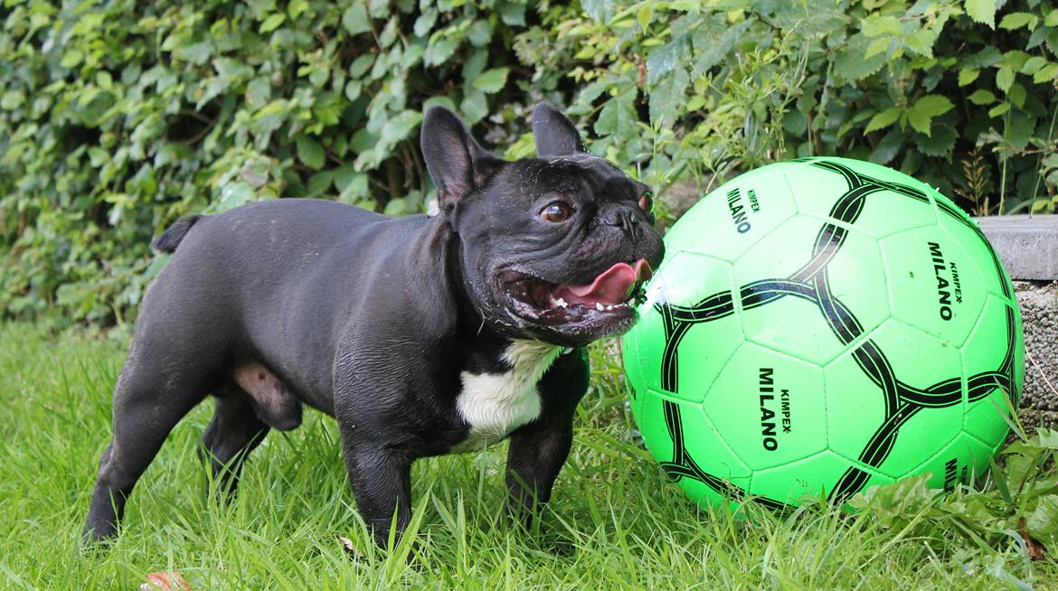 Fransk bulldog Marley billede 8