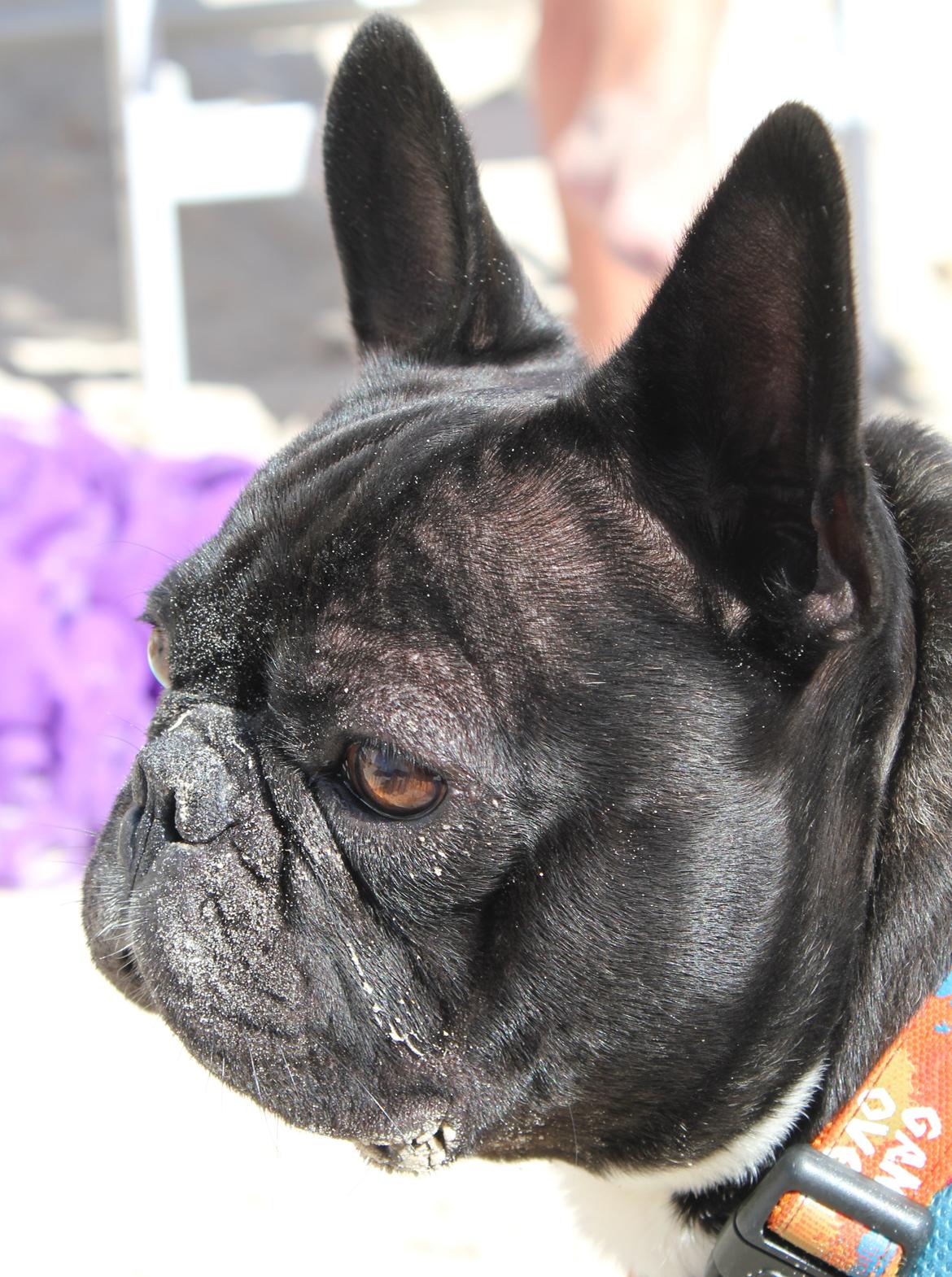 Fransk bulldog Marley billede 9