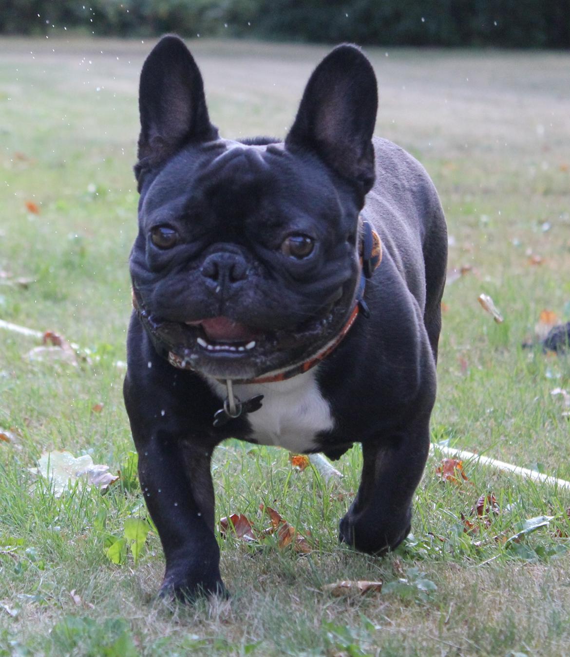 Fransk bulldog Marley billede 10