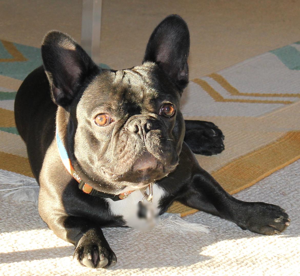 Fransk bulldog Marley billede 11