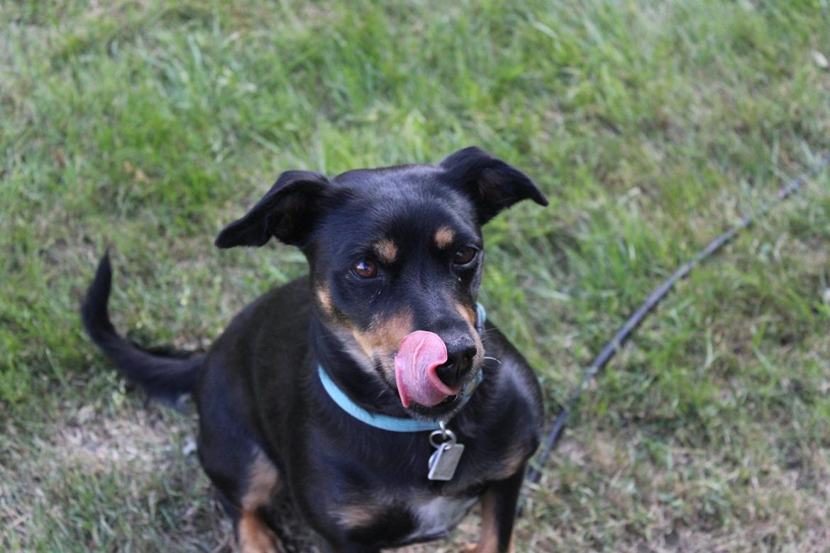 Blanding af racer Yankie - ''Uuuhhhm, har du godbidder?'' :-D  billede 49