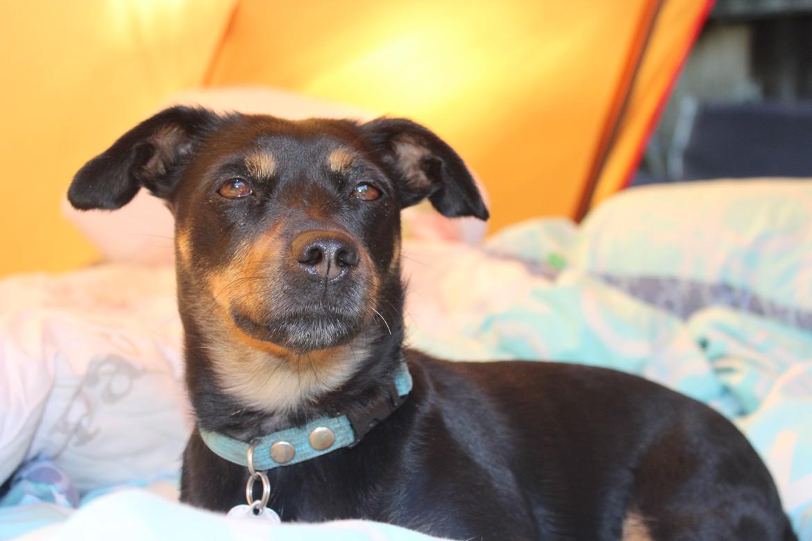 Blanding af racer Yankie - Yankie i vores telt, oppe hos min morfar. :-) billede 47