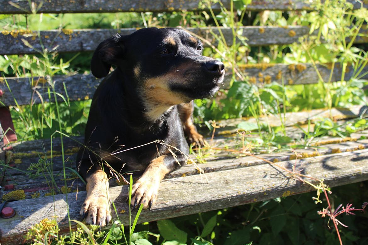 Blanding af racer Yankie billede 23