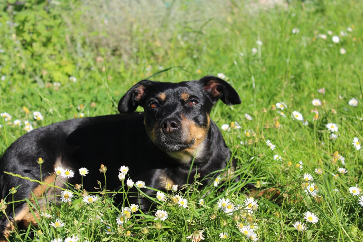 Blanding af racer Yankie - Min smukke prinsesse! <3 billede 14