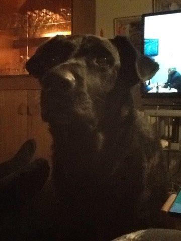 Blanding af racer Chano billede 1